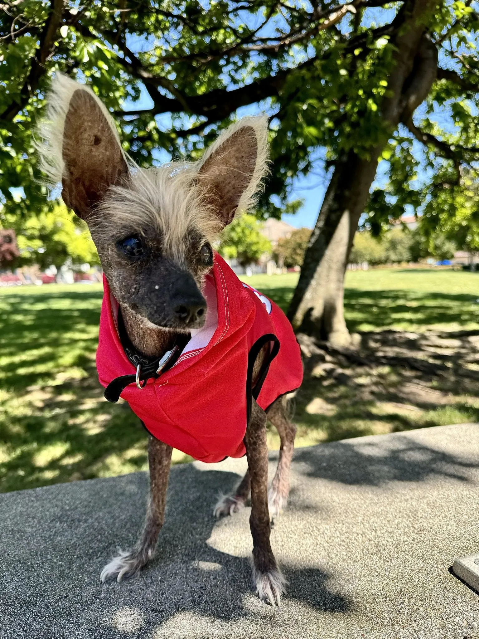 Bark for Bobby Pet Hoodie